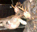 Terreant's Avatar