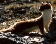 borecleaningweasel's Avatar