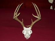 OkieBowhunter6's Avatar