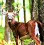 deerhunter 65's Avatar