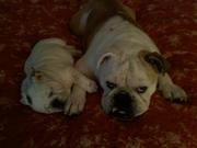 treetopkilla's Avatar