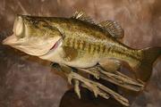Fishingwaco's Avatar