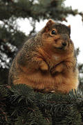 Squirrels's Avatar