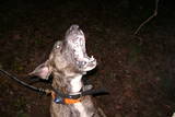 TREELUKE's Avatar