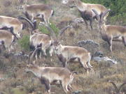 spanishibex's Avatar