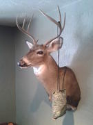 talkthewalk's Avatar