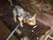 vulpinehunter's Avatar