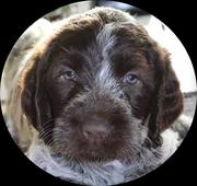 daehlerswpg's Avatar