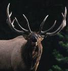 Porter Rockwell's Avatar