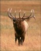 Idaho Elk Hunter's Avatar