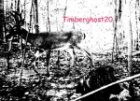 timberghost20's Avatar