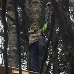 Treestandee's Avatar