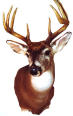 Deerreaper's Avatar