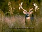 Deer Guts's Avatar