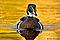 oldreloader's Avatar