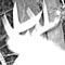 crazycoonhunterNE's Avatar
