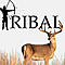 Tribal's Avatar
