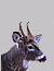 ranchand99's Avatar