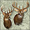 mo_bowhunter's Avatar