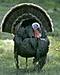 Big Ol Gobbler's Avatar