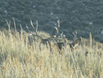Amazing 
2-Point and 6-Point together during rut