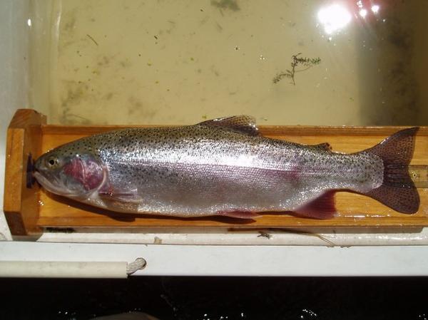 Rainbow Trout from north of Ogallala, NE.