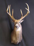 Another angle of the 152 6/8 giant 6 point