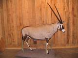 Gemsbok