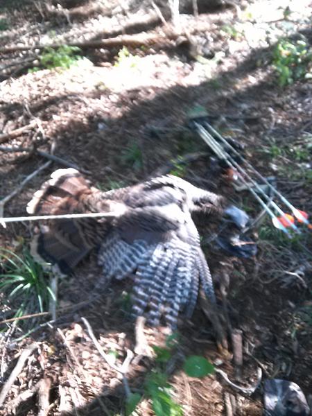 Second bird with my bow
