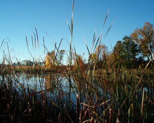 Shot from Duck Blind