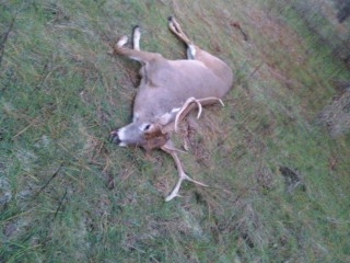Wifes buck from '08 DE shotgun season....I missed all the excitment cuz I was over here in KOREA!!
