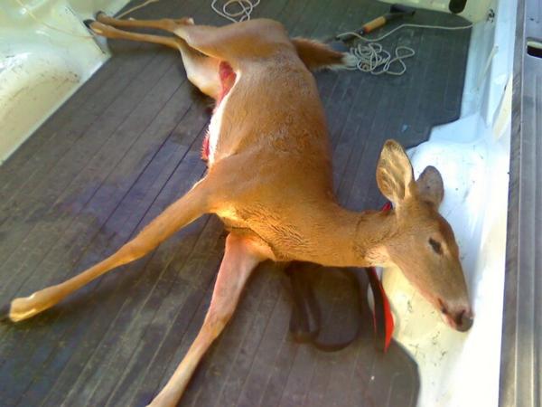 Steve's 2nd. Doe This one had busted me a couple of times before and was making my hunts very hard. She finally messed up and came around a corner in a hurry not paying much attention and gave me a good shot at around 30 yards. She field dressed at 130 lbs. good meat on this one as well.