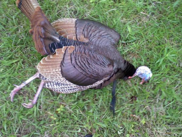 Greg's Bird shot 5/1/11 Not wanting to be outdone by His Fathers 22 pounder Craig shot this 24 1/2 pouder the next day.  It sported a 12 1/2 inch beard and spurs not quite at 1 1/2 inches.