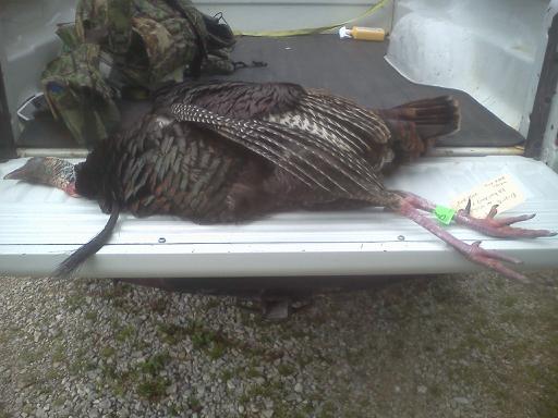 downsized 0511131502a Kents 2013 Spring Turkey, 22lbs. 11' Beard and 1 1/2 Spurs taken 5/11/13