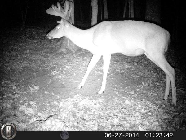 2014 Trail Cam Ohio