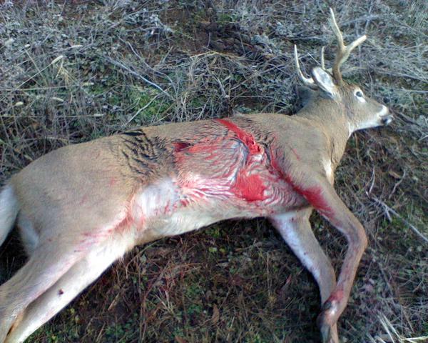 2011Buck