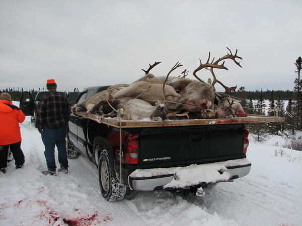 Caribou camp 2006  lots of bou