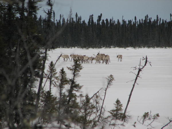 Caribou camp 2006