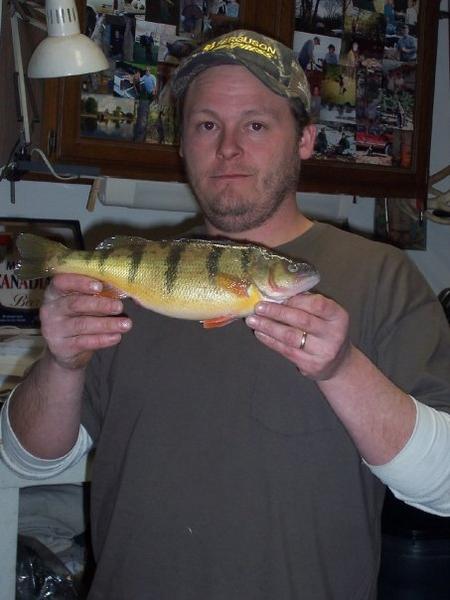 hubbard lake perch, this is actually kid of a small one!