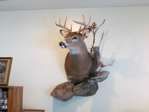 deer mount 003