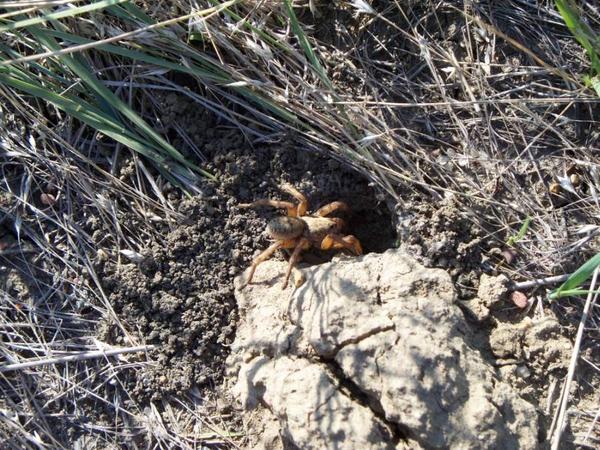 wolf spider