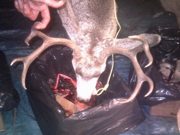 My buck 2009