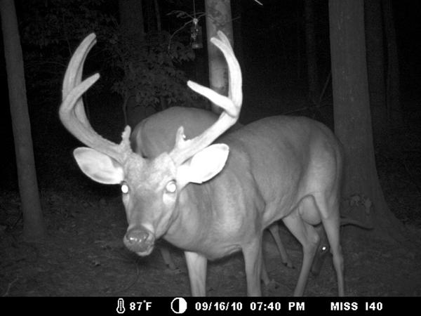 This may not be the largest antlered deer, but man does he have a trophy nutsack!!!!