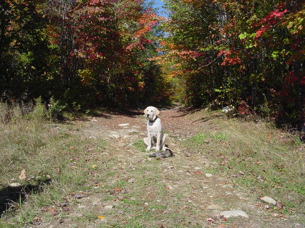 Parker's 1st grouse