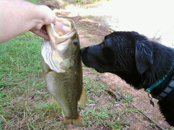 our dog max smelling this nice bass i caught at a local family pond.