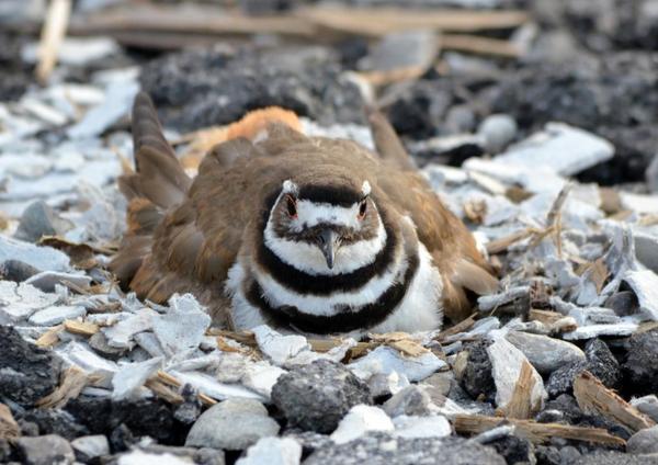 killdeer