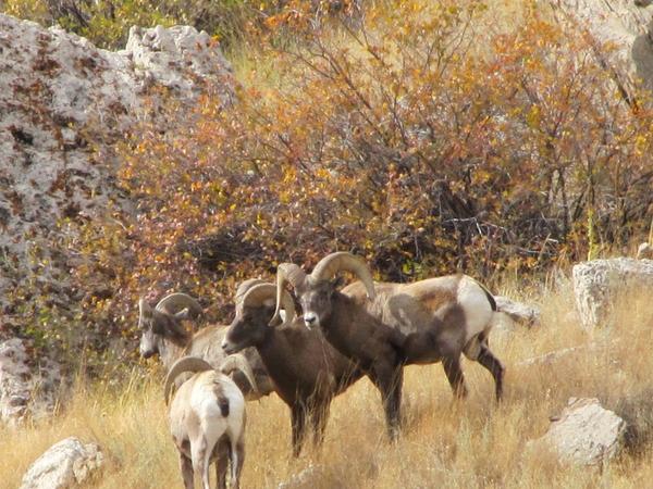 Bighorns, Wind river canyon, WY
