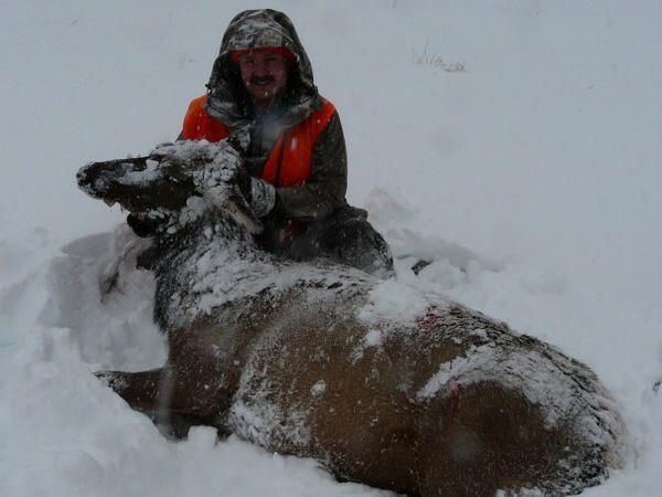 Colorado cow elk