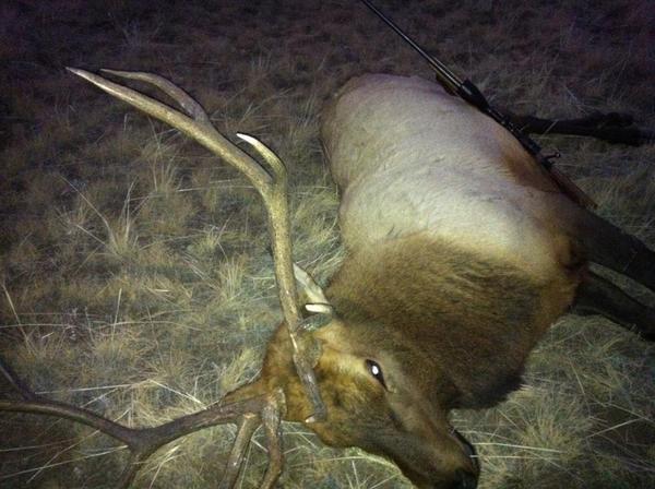 Colorado 6x5 Elk