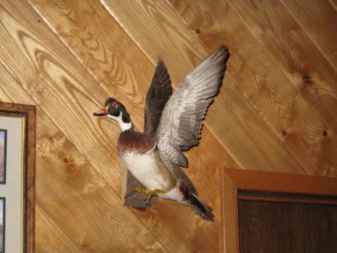 My first duck I shot when I was 12 years old (Woody). That's like 23 years ago, lol!!